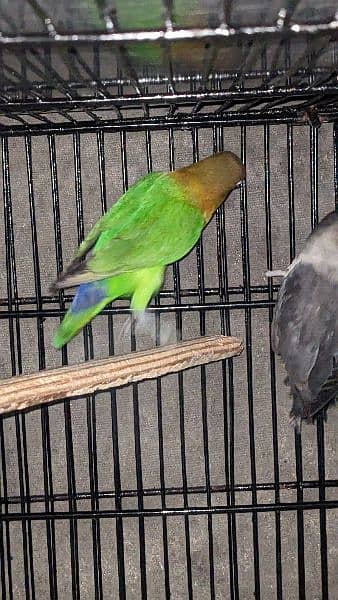 Green Fisher & Lutino split blue Chiks pathy 2