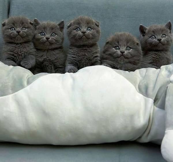 Olx best sale british shorthair