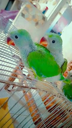Green Ringneck chicks (Bolny wala tota,Mitho),Albino, Handfeed kaytee