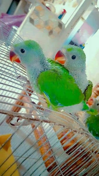 Green Ringneck chicks (Bolny wala tota,Mitho),Albino, Handfeed kaytee 0