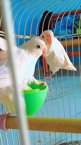 Green Ringneck chicks (Bolny wala tota,Mitho),Albino, Handfeed kaytee 11
