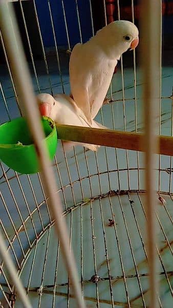 Green Ringneck chicks (Bolny wala tota,Mitho),Albino, Handfeed kaytee 12