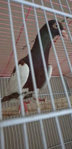 Danish pigeon female