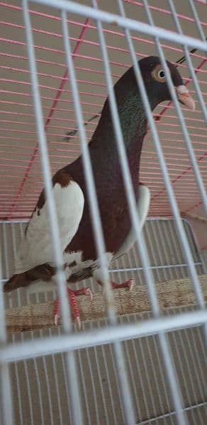Danish pigeon male 1