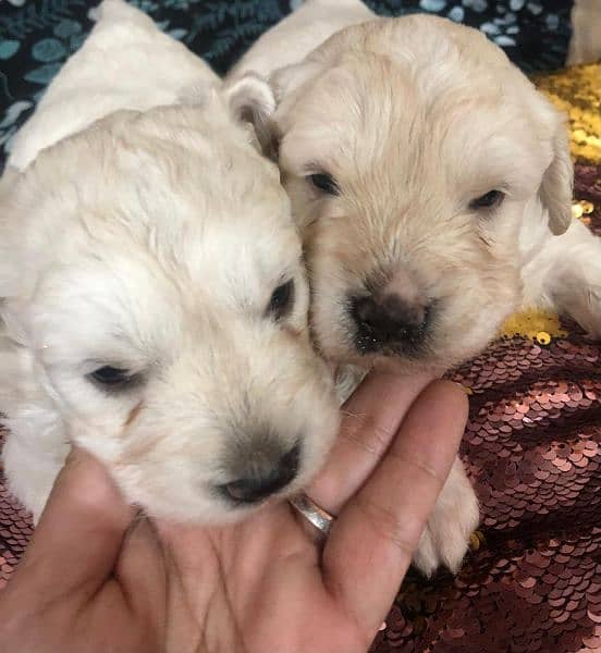 Terrier puppies male female available 3