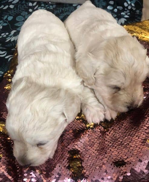 Terrier puppies male female available 5