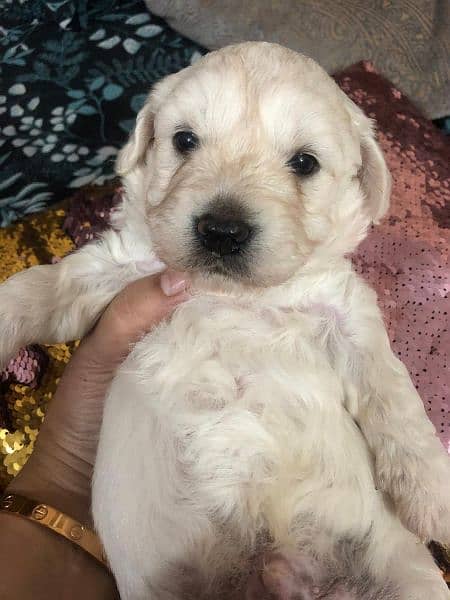 Terrier puppies male female available 6
