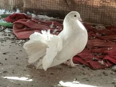 male for sell pigeon