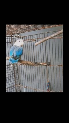 four love birds breeder  pairs for sale