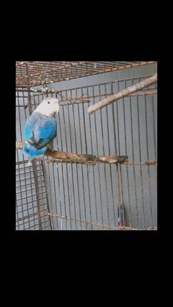 four love birds breeder  pairs for sale 0