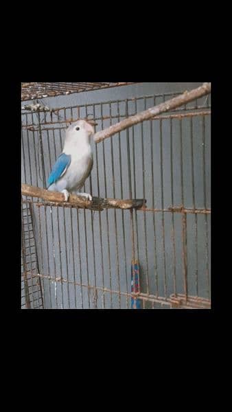 four love birds breeder  pairs for sale 1