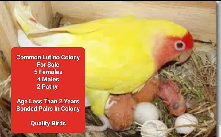 Lutino Pairs+Chic , Albino, Parblue, Splits, Adults, home breed Chicks 1