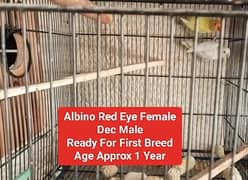 Lutino Pairs+Chic , Albino, Parblue, Splits, Adults, home breed Chicks