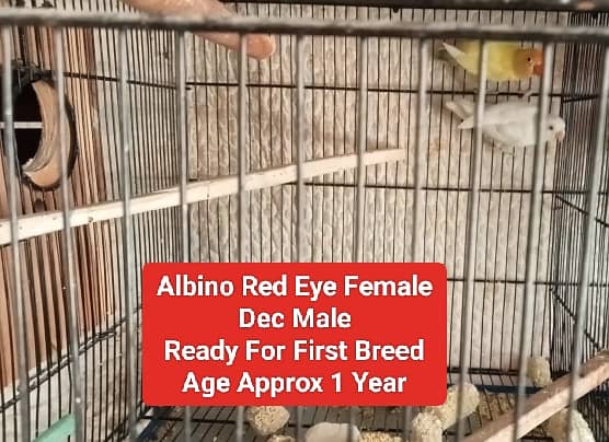 Lutino Pairs+Chic , Albino, Parblue, Splits, Adults, home breed Chicks 2