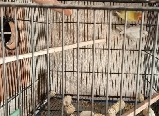 Lutino Pairs+Chic , Albino, Parblue, Splits, Adults, home breed Chicks 3