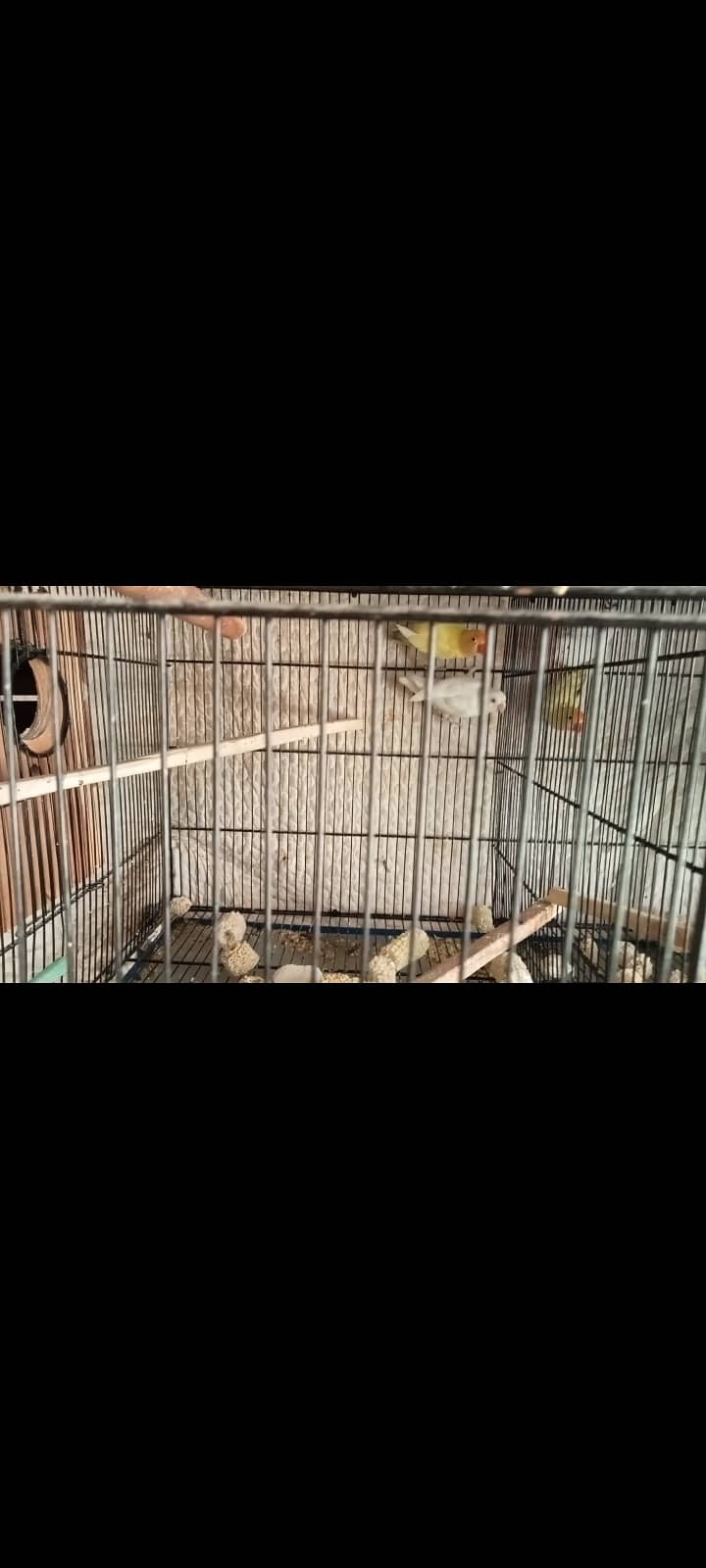 Lutino Pairs+Chic , Albino, Parblue, Splits, Adults, home breed Chicks 4