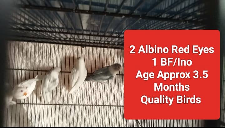 Lutino, Albino, Parblue, Splits, Adults, home breed Chicks 8