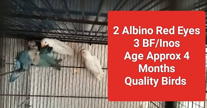 Lutino Pairs+Chic , Albino, Parblue, Splits, Adults, home breed Chicks 10