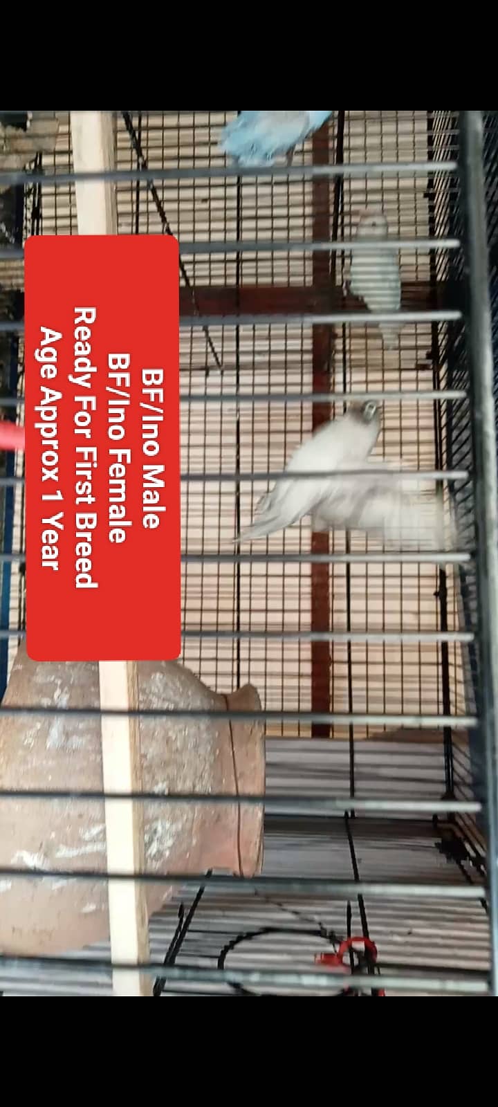 Lutino Pairs+Chic , Albino, Parblue, Splits, Adults, home breed Chicks 13