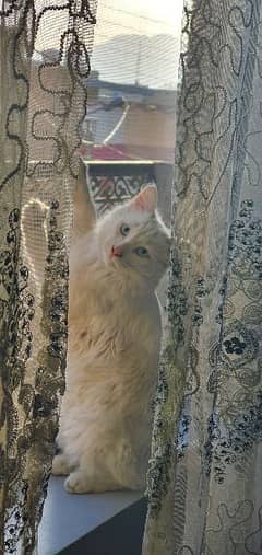 Male Persian 3 coat cat blue eyes 0