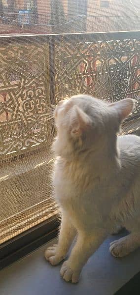 Male Persian 3 coat cat blue eyes 3