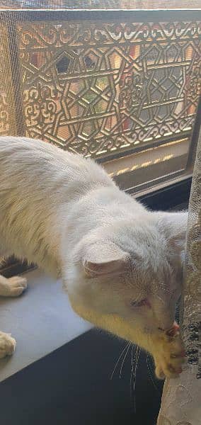 Male Persian 3 coat cat blue eyes 4