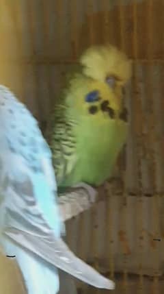 Exhibition budgie 3 males 1 female high quality and folading cage