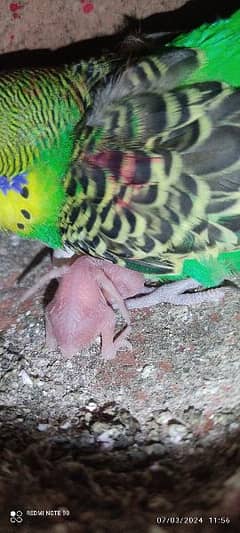 austrelian parrots breeder pairs