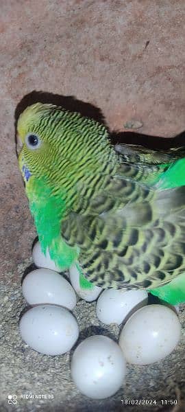 austrelian parrots breeder pairs 2