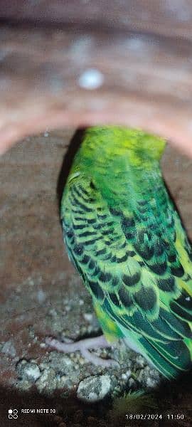 austrelian parrots breeder pairs 3
