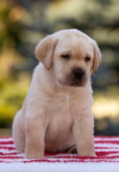 Labrador dog for hot sale sale in olx