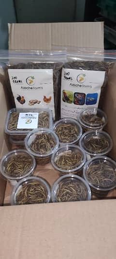 dry & live USA import premium quality organic mealworms & superworms