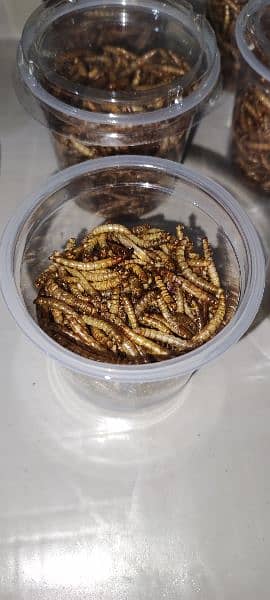 dry & live USA import premium quality organic mealworms & superworms 5