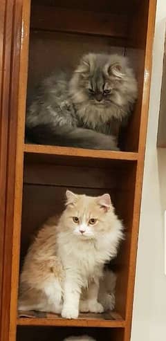pure persian pair for sale 0