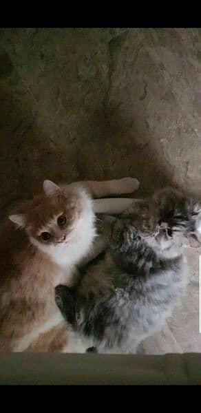 pure persian pair for sale 2