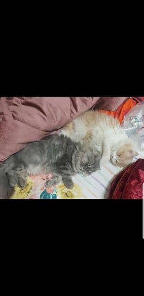 pure persian pair for sale 3