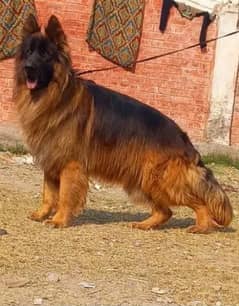 German Shepherd triple coated Dog urgent for sale WhatsApp 03357802678
