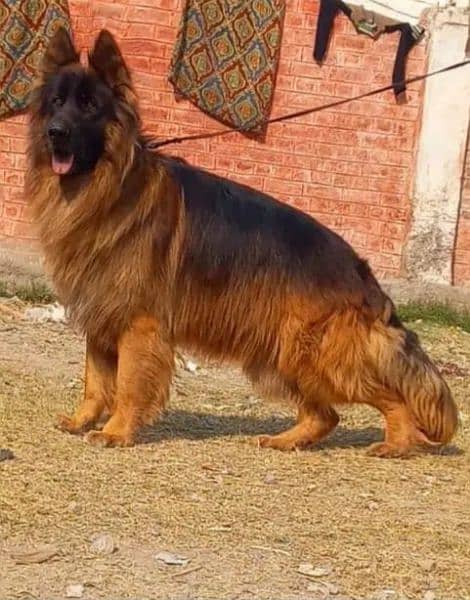 Gsd hot sale triple coat