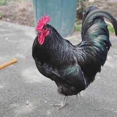 Australorp male