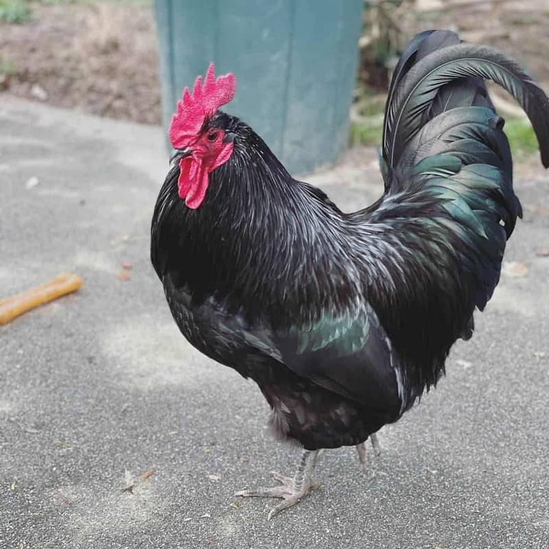 Australorp male 0