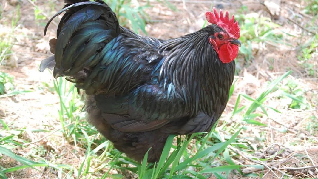 Australorp male 1