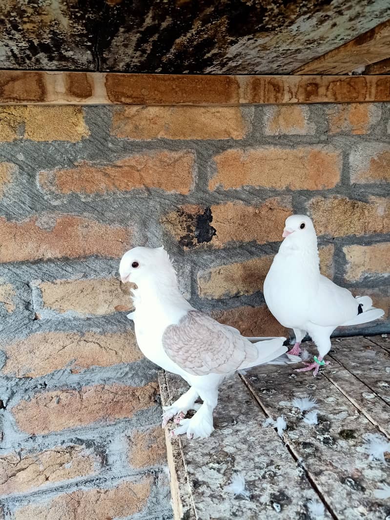Fancy Sentinet pigeon kabooter breeder pair 2