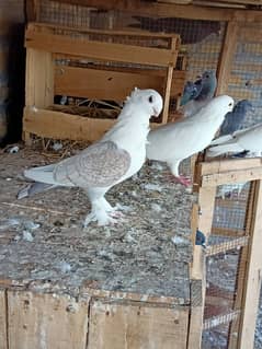 Fancy Sentinet pigeon kabooter breeder pair