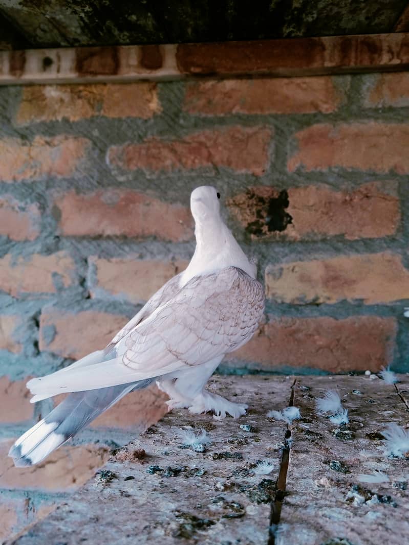 Fancy Sentinet pigeon kabooter breeder pair 8
