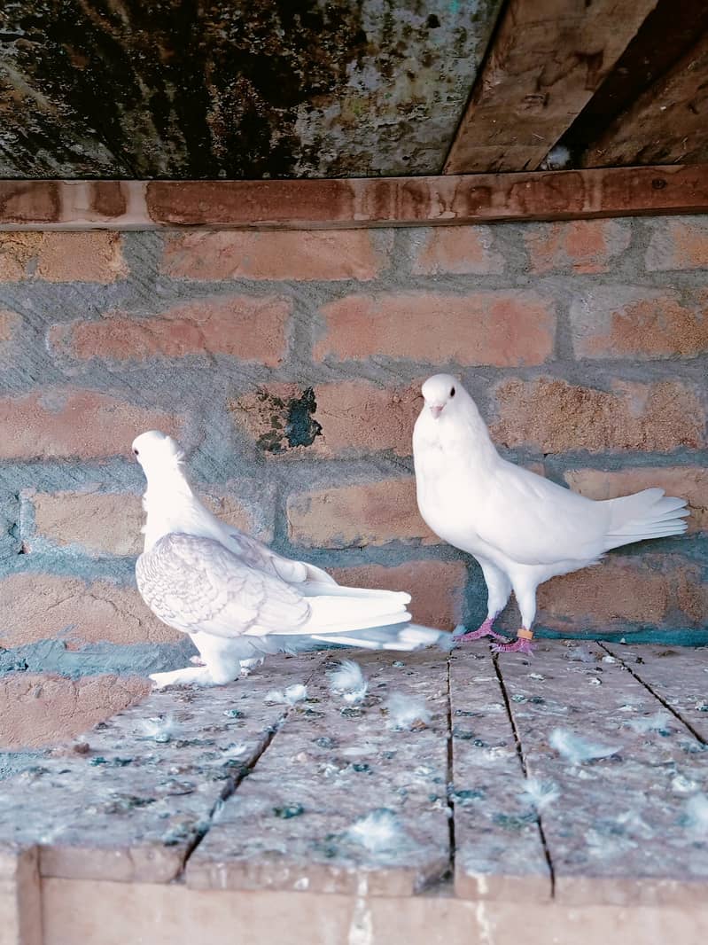 Fancy Sentinet pigeon kabooter breeder pair 9