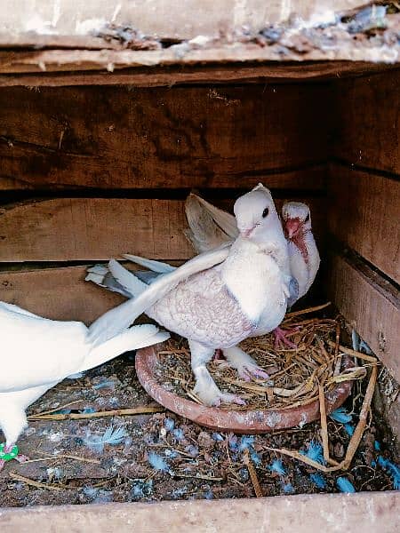 Fancy Sentinet pigeon kabooter breeder pair 1