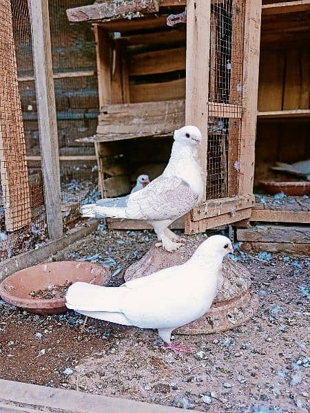 Fancy Sentinet pigeon kabooter breeder pair 10