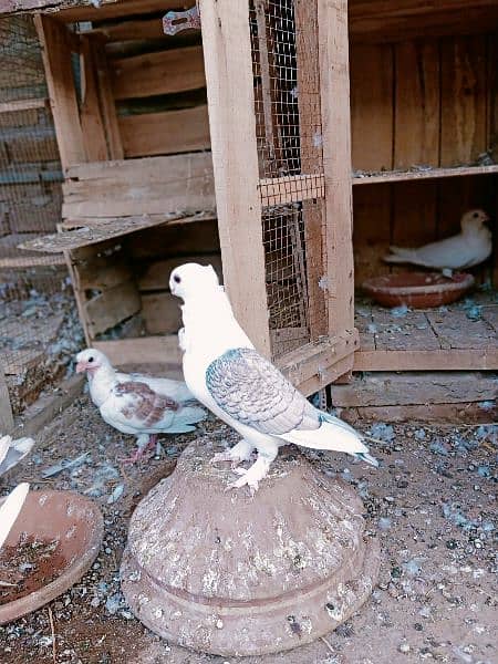 Fancy Sentinet pigeon kabooter breeder pair 7