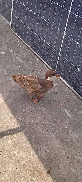 Ducks/Duck/male duck/female ducks/ 13