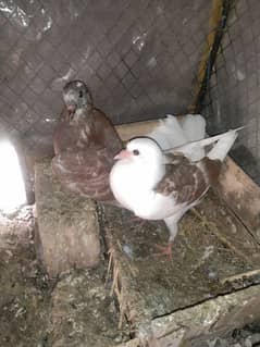 pigeon child couple 0